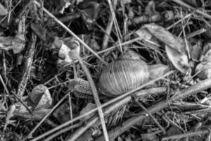 Big garden snail in shell crawling on wet road hurry home photo