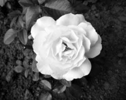 Bouquet wildflowers prickly rose blooming in garden photo