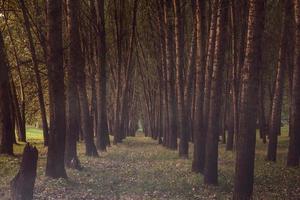 photo of a beautiful forest of poplar trees in Romania, Europe