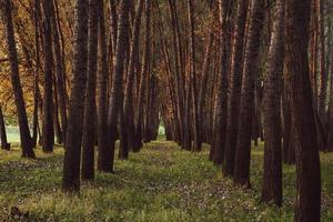 photo of a beautiful forest of poplar trees in Romania, Europe