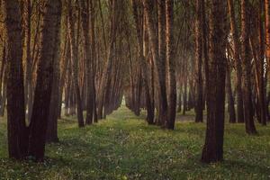 photo of a beautiful forest of poplar trees in Romania, Europe