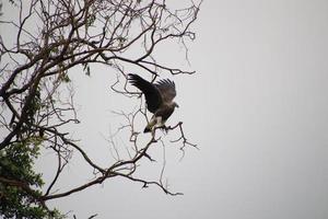 Grey headed fish eagle hunting photo