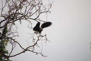 Grey headed fish eagle hunting photo