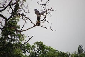 Grey headed fish eagle hunting photo