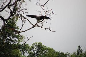 Grey headed fish eagle hunting photo