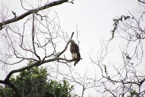 Grey headed fish eagle hunting photo