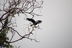 Grey headed fish eagle hunting photo