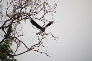 Grey headed fish eagle hunting photo