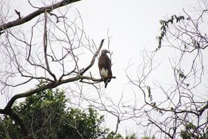 Grey headed fish eagle hunting photo