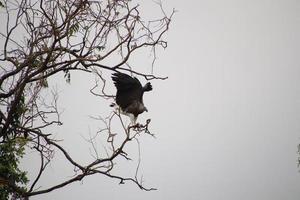 Grey headed fish eagle hunting photo