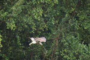 Grey headed fish eagle hunting photo