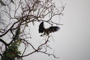 Grey headed fish eagle hunting photo