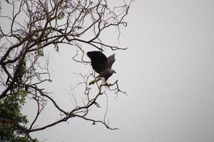 Grey headed fish eagle hunting photo