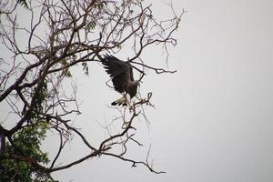 Grey headed fish eagle hunting photo