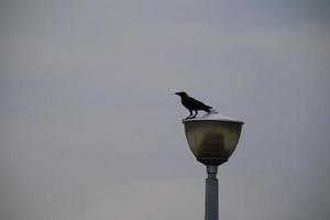 cuervo de la casa en un parque urbano foto