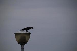 cuervo de la casa en un parque urbano foto