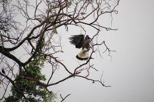 Grey headed fish eagle hunting photo