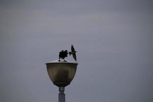 House Crow in an Urban Park photo