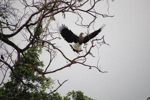 Grey headed fish eagle hunting photo