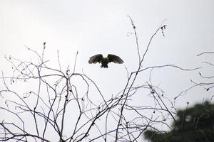 Long tailed Parakeet photo