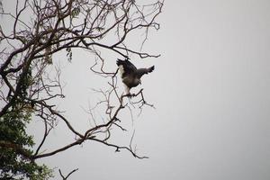 Grey headed fish eagle hunting photo