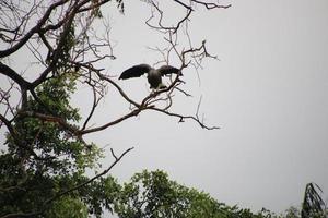 Grey headed fish eagle hunting photo