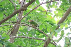 Lineated barbet nesting on a tree photo
