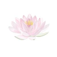 watercolor hand drawn Lotus flower in light theme photo