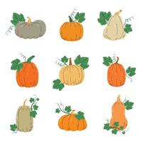 Vector set of colorful pumpkins with leaves isolated on a white background.