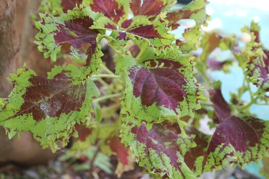 hermosa planta de hojas de mayana en el jardín foto
