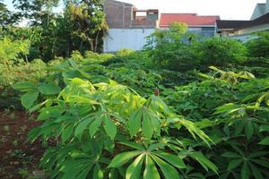 Spacious cassava garden behind the house photo