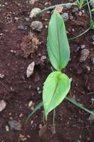 Turmeric plant shoots with green leaves photo
