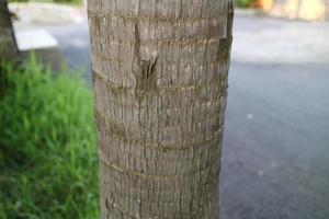 brown rough textured palm trunk photo