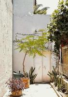 Facade of a house with climber plants, ivy growing on the wall. photo