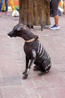 perro de Halloween vestido para la festividad del día de los muertos, vestido como un cráneo de perro, retrato de cerca de un perro de raza sin pelo mexicano llamado xoloitzcuintle foto