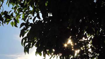 Sunlight and Green Tree Leaves video