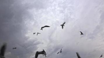 seagulls flygande i himmel video