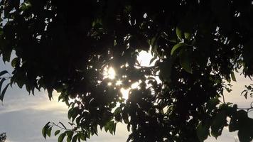 Sunlight and Green Tree Leaves video