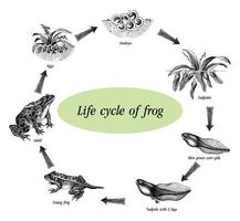 Life cycle of frog hand drawing engraving style clip art vector