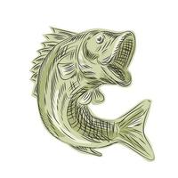 Largemouth Bass Fish Etching vector