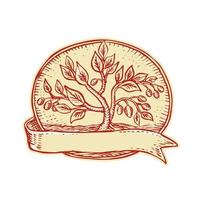 Olive Tree Ribbon Oval Etching vector