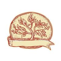 Olive Tree Ribbon Oval Etching vector