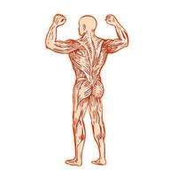 grabado de la anatomía del sistema muscular humano vector