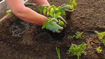 plantering tomat plantor i en växthus. plantering till jord tomat fröplanta i de vegetabiliska trädgård. organisk jordbruk och vår trädgårdsarbete. grön buskar av tomater i en växthus video