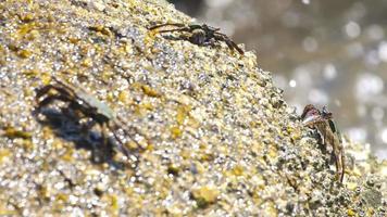 Crabs sit on a stone and bask in the sun. Blurred sea wave in the background video