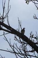 pájaro cantor en una rama contra la mañana foto