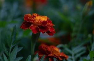 red orange marigolds close up photo