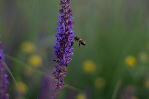 una abeja en vuelo. primer plano de una abeja recogiendo polen en la flor morada de primavera en el campo, una abeja volando alrededor de una flor en el campo de primavera. foto