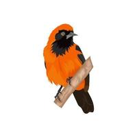 Southern Red Bishop vector