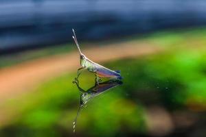 Grasshopper perching on a mirror photo